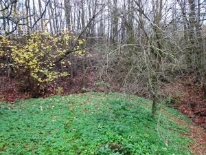 Börzsöny-Márianosztrán eladó patak parti ház - kép 3