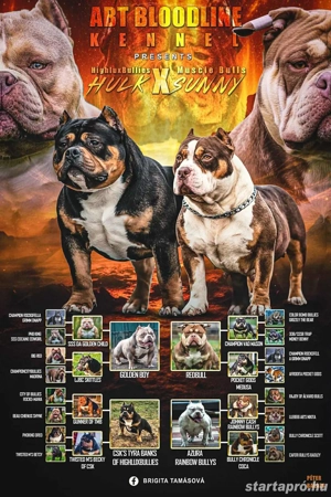American Bully Kiskutya - kép 3