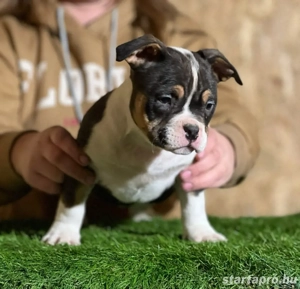 American Bully Kiskutya - kép 2