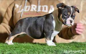 American Bully Kiskutya