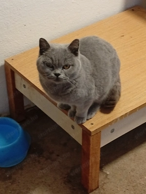 Brit kék cica elvihető. - kép 2