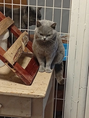 Brit kék cica elvihető. - kép 3