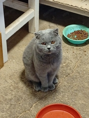 Brit kék cica elvihető. - kép 5