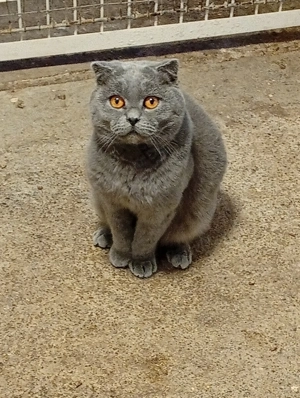 Brit kék cica elvihető. - kép 4