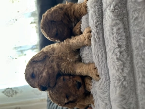 Törpe uszkárok gazdit keresnek - kép 2