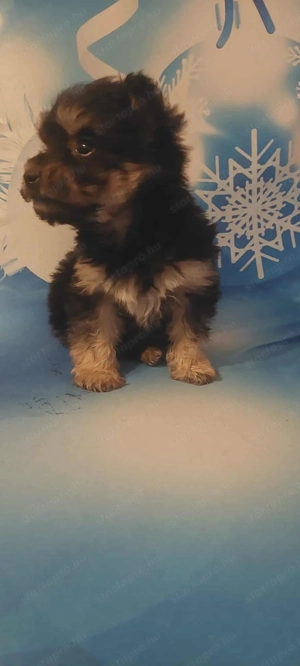 9hetes bishon havanese kislány keresi gazdiját  - kép 2