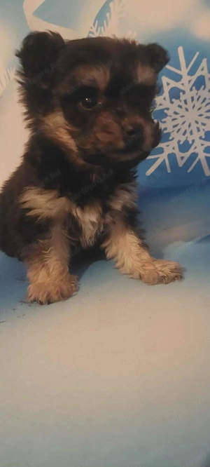 Eladó bishon havanese kislány 