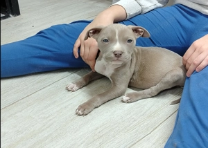 Amerikai bully kőlyők kutya  - kép 2