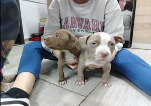 Amerikai bully kőlyők kutya  - kép 3