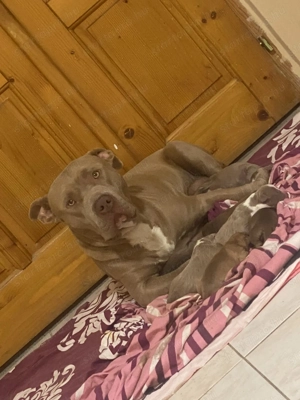 Amerikai bully kőlyők kutya  - kép 6