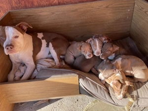 Amerikai bully kőlyők kutya  - kép 8