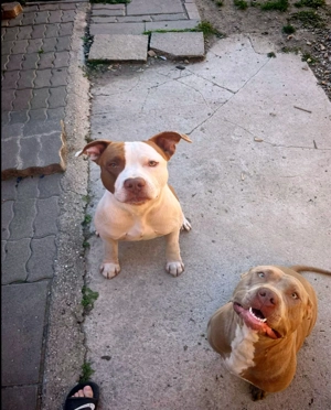 Amerikai bully kőlyők kutya  - kép 5