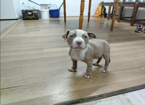 Amerikai bully kőlyők kutya  - kép 4