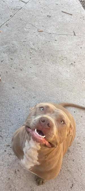 Amerikai bully kőlyők kutya  - kép 7