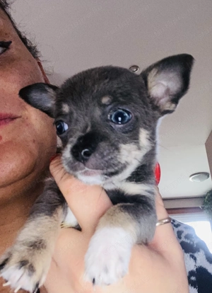 Eladó pici méretű csivava