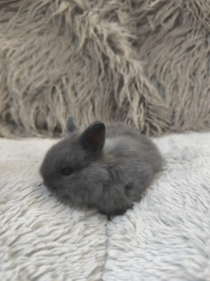 Holland törpe nyuszi eladó  - kép 3