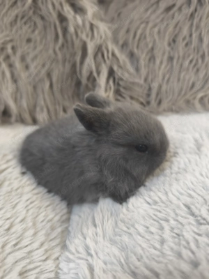 Holland törpe nyuszi eladó  - kép 2