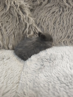 Holland törpe nyuszi eladó 