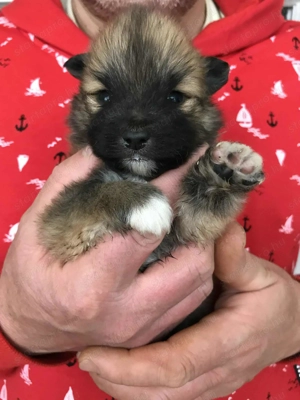 Eladók, foglalhatóak tündéri Spicc, Spitz fiú kutyusok!