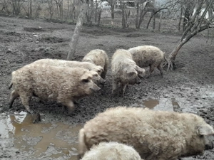 Mangalica süldők, hízók eladók