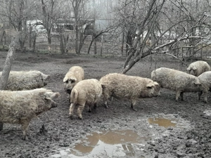 Mangalica süldők, hízók eladók - kép 6