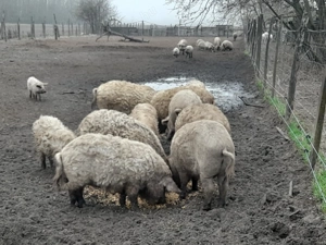 Mangalica süldők, hízók eladók - kép 3