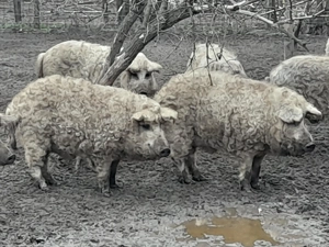 Mangalica süldők, hízók eladók - kép 2