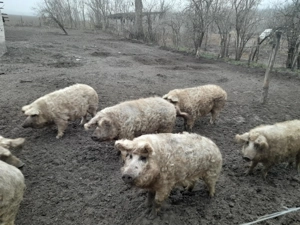 Mangalica süldők, hízók eladók - kép 5
