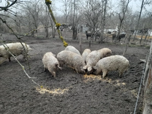 Mangalica süldők, hízók eladók - kép 7