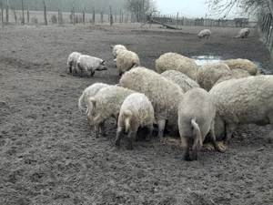 Mangalica süldők, hízók eladók - kép 4