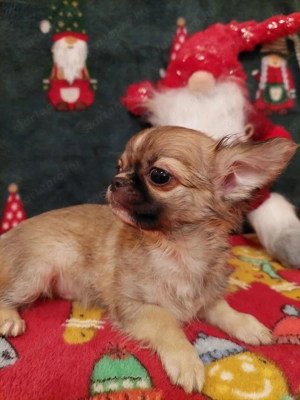 Csivava kisfiú FCI törzskönyvvel! - kép 2