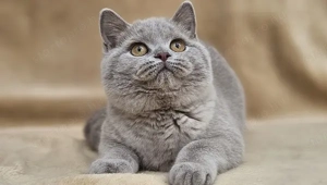 Lila fajtatiszta brit rövidszőrű kiscica tenyésztőtől eladó