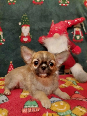 Csivava kisfiú FCI törzskönyvvel!