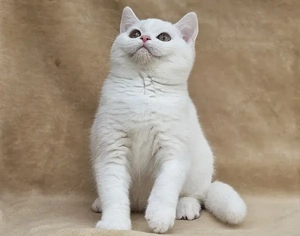Fehér fajtatiszta brit rövidszőrű kiscicák tenyésztőtől eladók