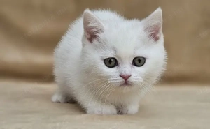 Hófehér brit rövidszőrű kiscicák tenyésztőtől eladók - kép 2