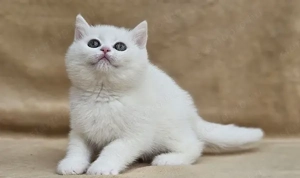 Hófehér brit rövidszőrű kiscicák tenyésztőtől eladók - kép 3