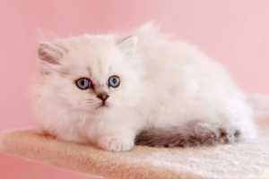 eladó brit hosszúszőrű kis kandúr  - kép 2