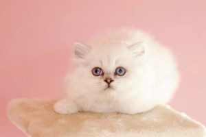 eladó brit hosszúszőrű kis kandúr  - kép 3