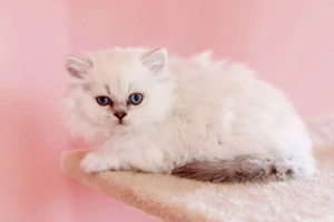 eladó brit hosszúszőrű kis kandúr  - kép 7