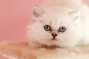 eladó brit hosszúszőrű kis kandúr  - kép 5