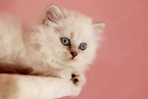 eladó brit hosszúszőrű kis kandúr  - kép 6