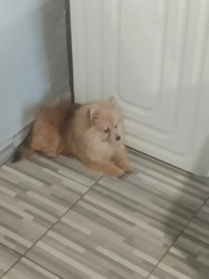 Törpe Spicc eladó  - kép 2