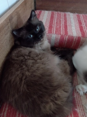 Eladó ragdoll fiú cica  - kép 2