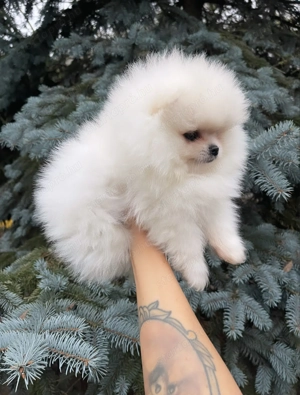 Pomerániai kislány