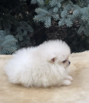 Pomerániai kislány - kép 2