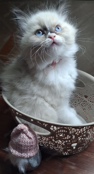 Eladó Ragdoll kiscicák - kép 3