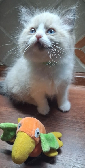 Eladó Ragdoll kiscicák - kép 4