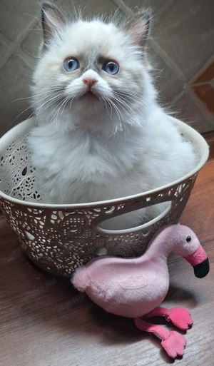 Eladó Ragdoll kiscicák - kép 2