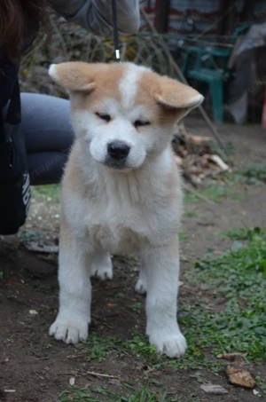 Akita inu 