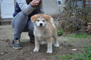 Akita inu  - kép 4